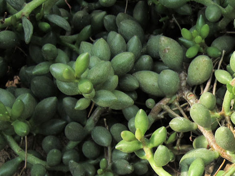 Adromischus mammillaris