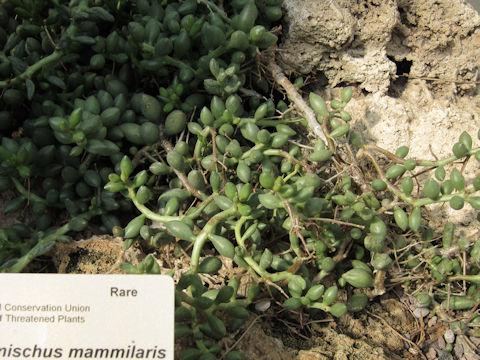 Adromischus mammillaris