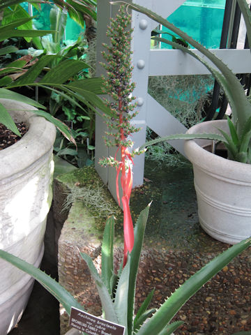 Aechmea bracteata var. rubra