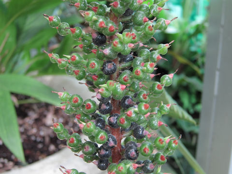 Aechmea bracteata var. rubra