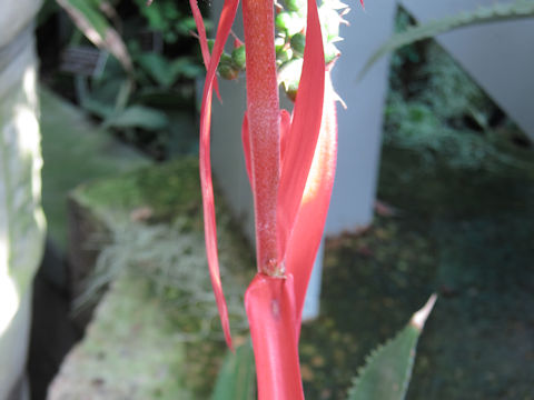 Aechmea bracteata var. rubra