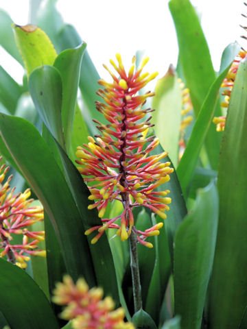 Aechmea caudata