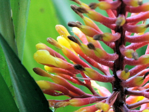 Aechmea caudata