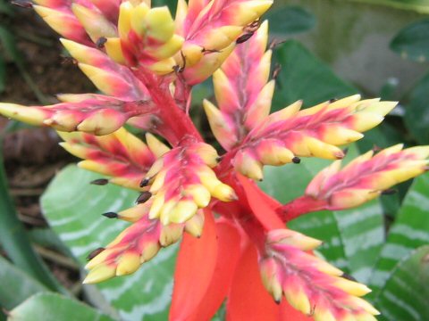 Aechmea chantinii