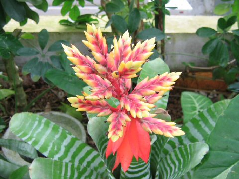 Aechmea chantinii