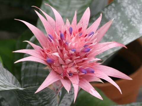 Aechmea fasciata