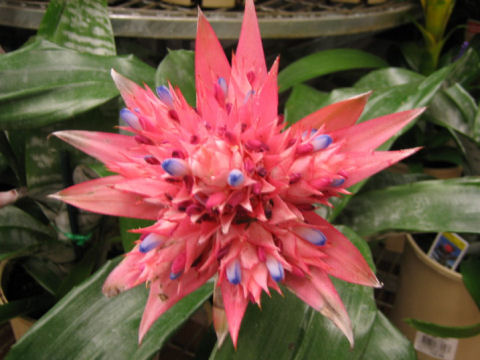 Aechmea fasciata