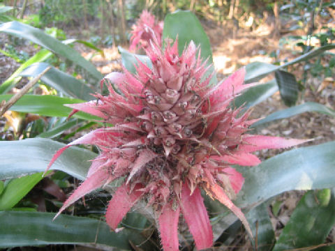 Aechmea fasciata