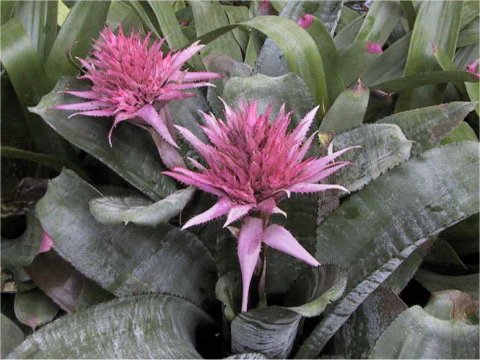 Aechmea fasciata