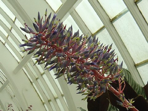 Aechmea fendleri