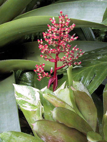 Aechmea fulgens x ramosa var. discolor