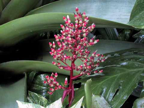 Aechmea fulgens x ramosa var. discolor