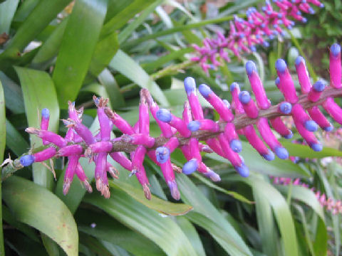 Aechmea gamosepala