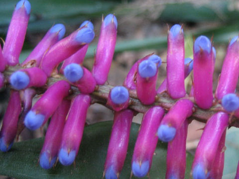 Aechmea gamosepala