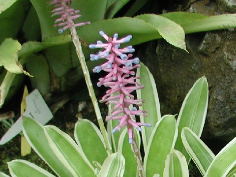 Aechmea gamosepala cv. Lucky Stripes