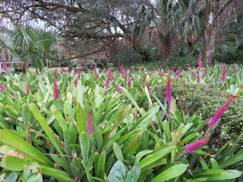 Aechmea gamosepala