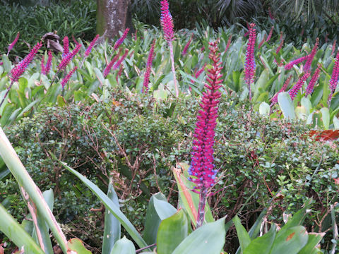 Aechmea gamosepala