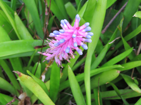 Aechmea gamosepala