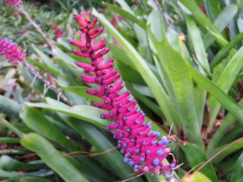 Aechmea gamosepala