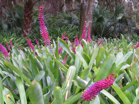 Aechmea gamosepala