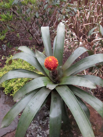 Aechmea sp.