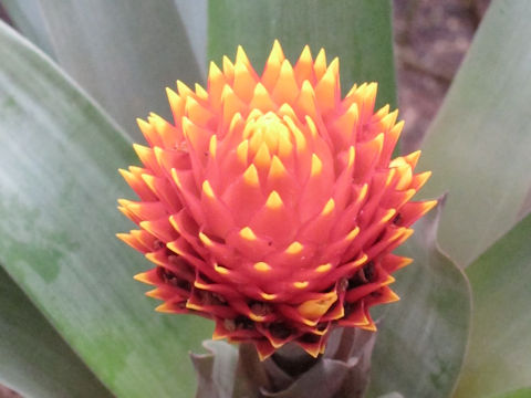 Aechmea sp.