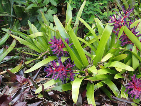 Aechmea sp.