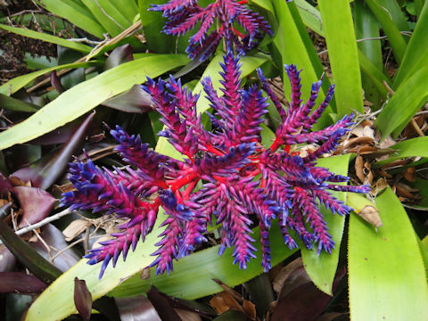 Aechmea sp.