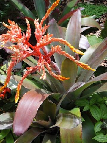 Aechmea sp.