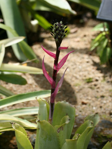 Aechmea maculata