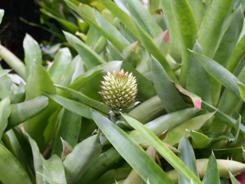 Aechmea pectinata