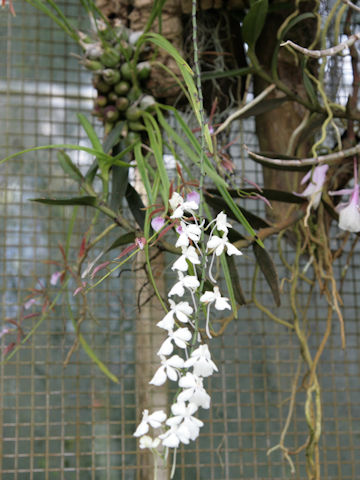 Aerangis appendiculata