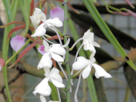 Aerangis appendiculata