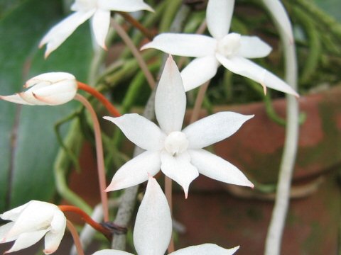 Aerangis biloba