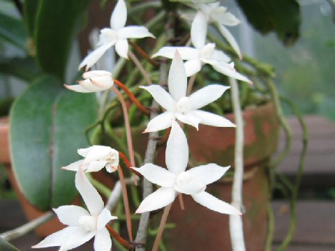 Aerangis biloba