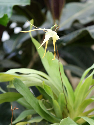 Aeranthes grandiflora