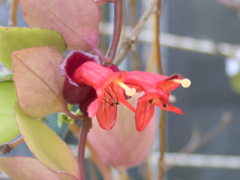 Aeschynanthus cv. Holiday Bells