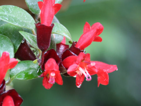 Aeschynanthus cv. Crimson Bell
