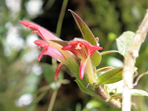 Aeschynanthus cv.