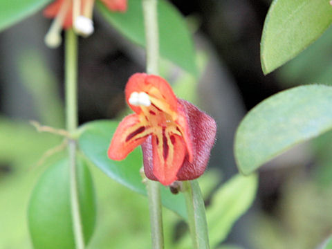 Aeschynanthus cv.