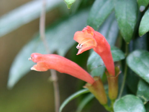 Aeschynanthus javanicus