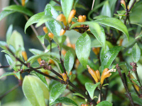 Aeschynanthus javanicus