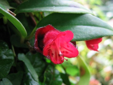 Aeschynanthus obconicus