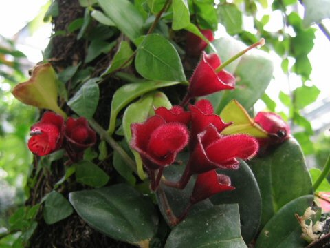 Aeschynanthus obconicus