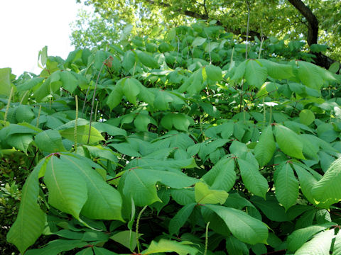 Aesculus parviflora