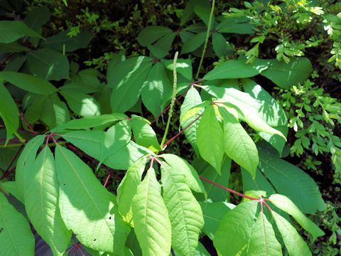 Aesculus parviflora