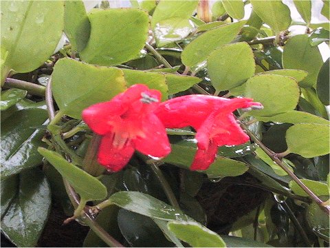 Aeschynanthus pulcher