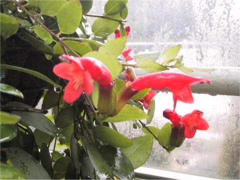 Aeschynanthus pulcher