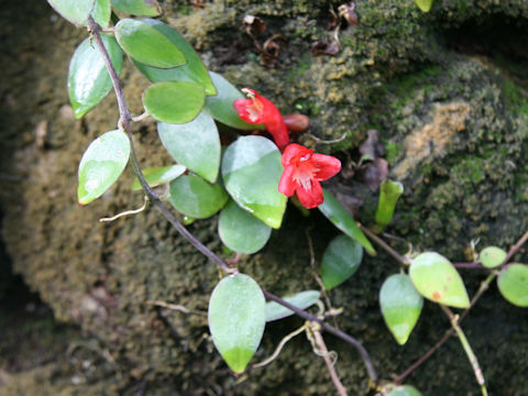 Aeschynanthus pulcher