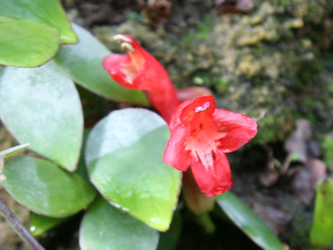 Aeschynanthus pulcher